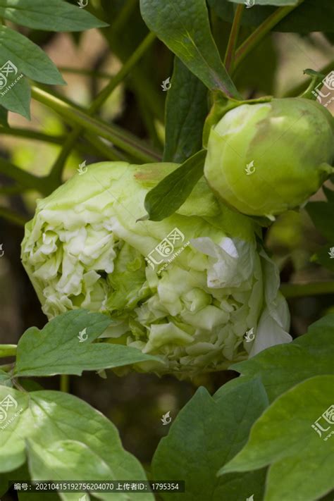 球牡丹 暖陽花